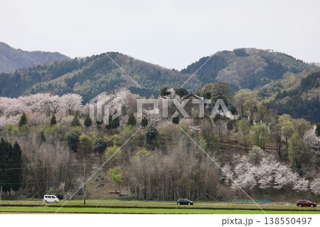 〔福井県越前市・4月〕舟山を彩る満開桜　麓から眺める古墳山・舟山 138550497