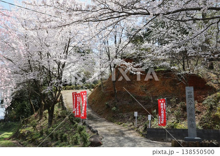 〔福井県越前市・4月〕舟山を彩る満開桜　舟山の入口 138550500
