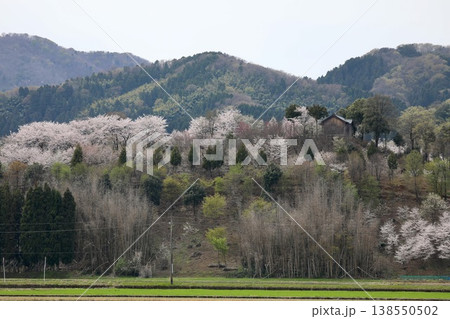 〔福井県越前市・4月〕舟山を彩る満開桜　麓から眺める古墳山・舟山 138550502