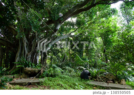 ガジュマルの大木 138550505