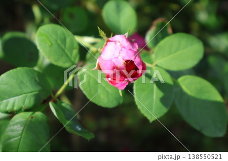 恥じらいの刻 -開花前の一瞬- 恥じらいの刻 -開花前の一瞬- 138550521