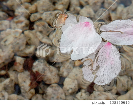 水に浮かぶ桜の花びら 138550616