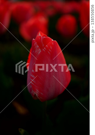 赤いチューリップ 138550856