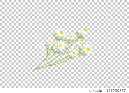 洋甘菊花束 洋甘菊花束 138550877