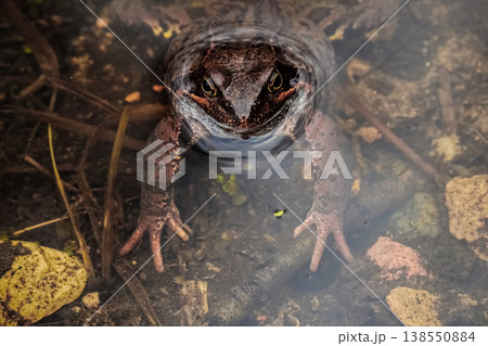 Common frog peeks from murky water surface. Eyes gleam with quiet alertness. Common frog peeks from murky water surface. Eyes gleam with quiet alertness. 138550884