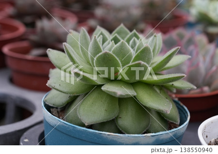 多肉植物 138550940