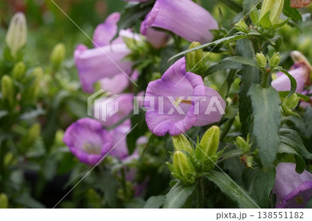 カンパニュラ カンパニュラ 138551182