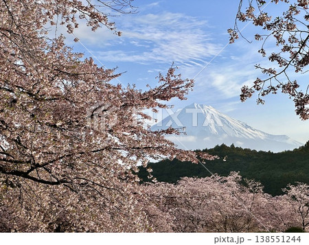 富士山と桜 富士山と桜 138551244
