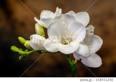 Macro of white freesia flowers with water drops on textured brown background 138551250