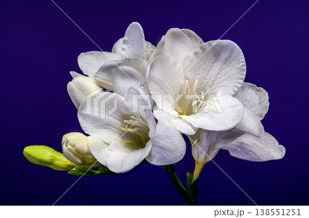 Macro of white freesia flowers and green buds with water drops on solid blue background 138551251