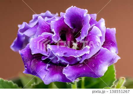 beautiful purple velvet Gloxinia flowers with water drops on leaves 138551267