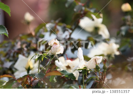 白き庭の対話 -薔薇と小花の囁き- 白き庭の対話 -薔薇と小花の囁き- 138551357