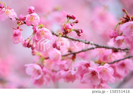 咲き始めたピンク色の陽光桜 138551418
