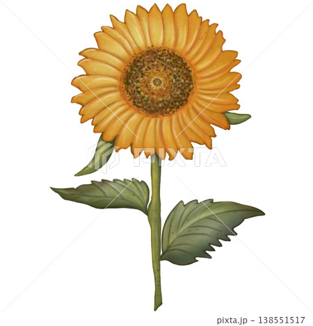 Sunflower hand drawn watercolor spring floral set. Hand drawn yellow flower, leaf, Cute nature decorate element design. Sunflower hand drawn watercolor spring floral set. Hand drawn yellow flower, leaf, Cute nature decorate element design. 138551517