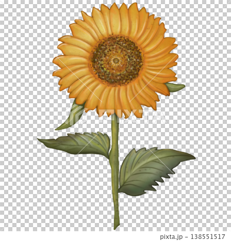 Sunflower hand drawn watercolor spring floral set. Hand drawn yellow flower, leaf, Cute nature decorate element design. Sunflower hand drawn watercolor spring floral set. Hand drawn yellow flower, leaf, Cute nature decorate element design. 138551517