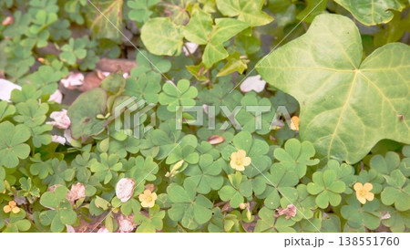 春の地面に広がるクローバーの群生 春の地面に広がるクローバーの群生 138551760