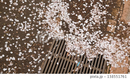 地面に敷き詰められた桜の花びらと排水溝の格子 138551761