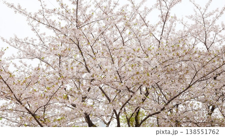 満開のソメイヨシノの枝が空いっぱいに広がる春の風景 満開のソメイヨシノの枝が空いっぱいに広がる春の風景 138551762
