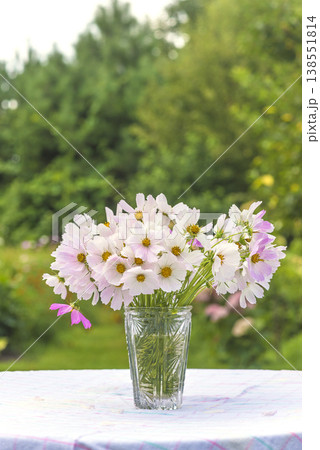 Happy birthday or mothers day greeting card; bouquet of pink cosmos flowers in a crystal vase on a table iin a green natural background outdoors Happy birthday or mothers day greeting card; bouquet of pink cosmos flowers in a crystal vase on a table iin a green natural background outdoors 138551814
