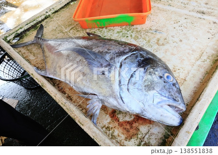 魚介類 シーフード 海の幸 138551838