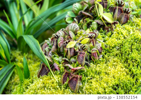 Cephalotus follicularis at Singapore Botanic Gardens 138552154