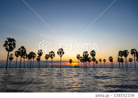 Borassus palms at sunset on Lake Tempe, Sulawesi, Indonesia 138552156