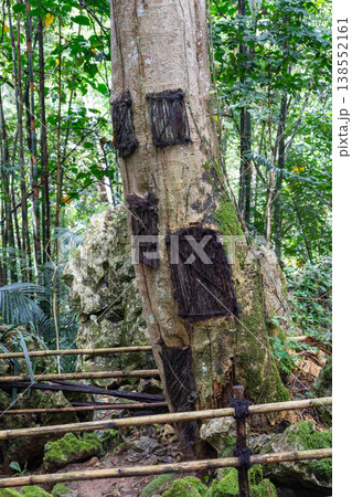 Child funeral urns in kapok tree, Toraja, Sulawesi, Indonesia 138552161