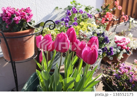 チューリップと花の寄せ植え 138552175