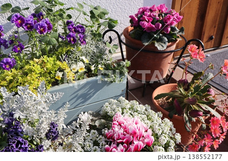 春の花の寄せ植え＆寄せ鉢 138552177
