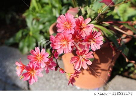 オレンジ色のレウイシアの花 オレンジ色のレウイシアの花 138552179
