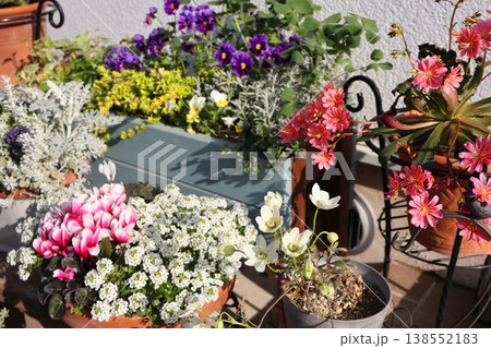 春の花の寄せ植え＆寄せ鉢 138552183