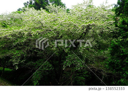 {神奈川県}満開のエゴノキの花 {神奈川県}満開のエゴノキの花 138552333