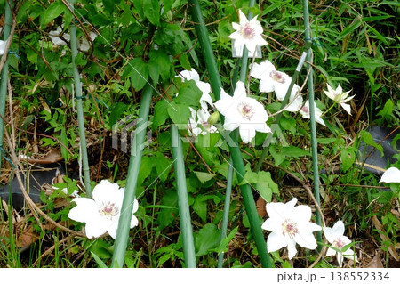 ｛神奈川県｝カザグルマの花 138552334