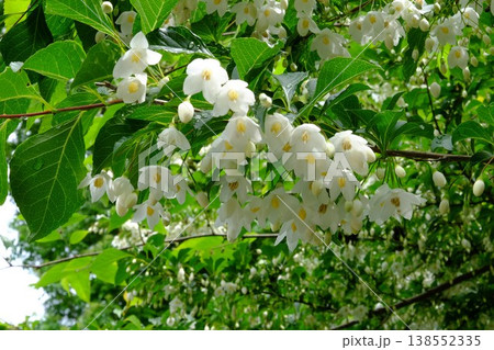 ｛神奈川県｝ミツバウツギの花咲く 138552335