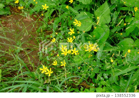 {神奈川県}ウマノアシガタの花咲く {神奈川県}ウマノアシガタの花咲く 138552336
