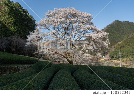 竹原の淡墨桜 三重県津市美杉町 竹原の淡墨桜 三重県津市美杉町 138552345