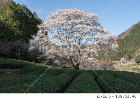 竹原の淡墨桜 三重県津市美杉町 竹原の淡墨桜 三重県津市美杉町 138552346