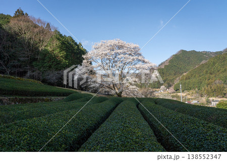 竹原の淡墨桜 三重県津市美杉町 竹原の淡墨桜 三重県津市美杉町 138552347