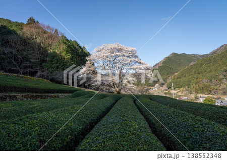 竹原の淡墨桜 三重県津市美杉町 竹原の淡墨桜 三重県津市美杉町 138552348