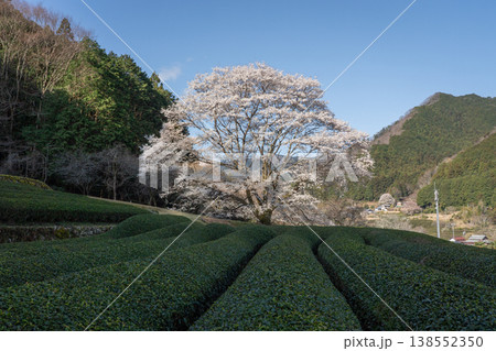 竹原の淡墨桜 三重県津市美杉町 竹原の淡墨桜 三重県津市美杉町 138552350