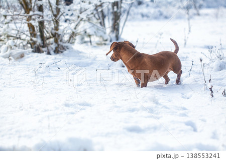 Portrait of a red dachshund dog running through snow to camera in park winter Portrait of a red dachshund dog running through snow to camera in park winter 138553241