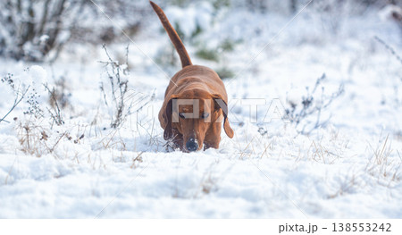 Portrait of a red dachshund dog running through snow to camera in park winter Portrait of a red dachshund dog running through snow to camera in park winter 138553242