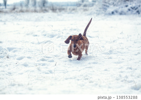Portrait of a red dachshund dog running through snow to camera in park winter Portrait of a red dachshund dog running through snow to camera in park winter 138553288