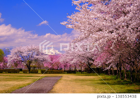 満開の桜並木と雪山 満開の桜並木と雪山 138553438