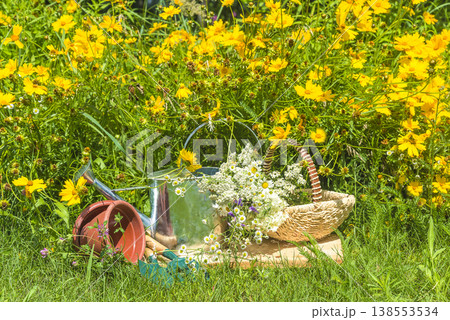 Summer gardening still life; watering can, wicker basket with wild flowers, flowerpot, gardening tools near yellow blooming daisy flowers Summer gardening still life; watering can, wicker basket with wild flowers, flowerpot, gardening tools near yellow blooming daisy flowers 138553534