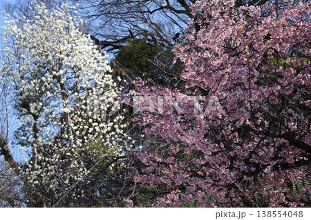 満開のピンク色の大寒桜と白いハクモクレンの木のある森と青空の風景 満開のピンク色の大寒桜と白いハクモクレンの木のある森と青空の風景 138554048