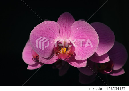 Closeup of  Phalaenopsis Orchid on black background 138554171