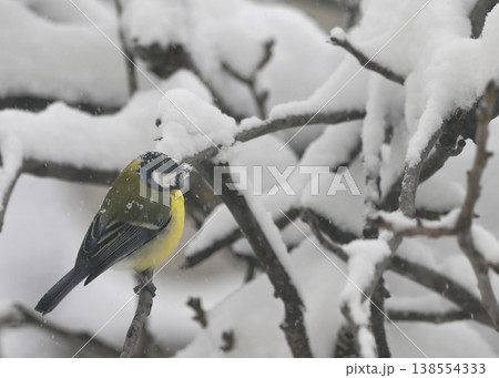 Blue Tit in the snow on a tree brunch 138554333