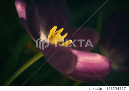 Close up of purple tulip with natural sunlight Close up of purple tulip with natural sunlight 138554337