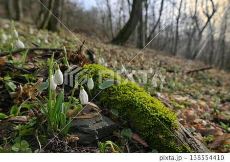 Snowdrops in morning spring forest Snowdrops in morning spring forest 138554410